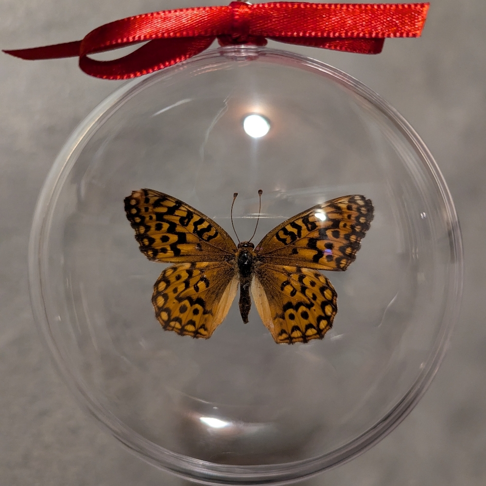 Christmas Ornament Real Butterfly